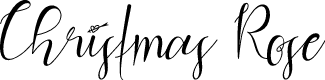 Christmas Rose