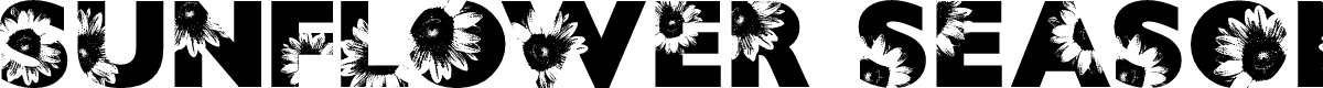 SUNFLOWER SEASON